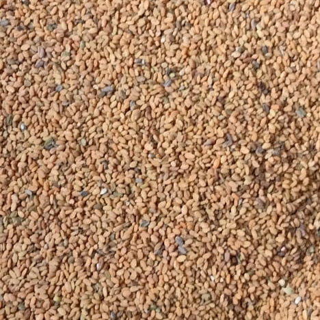 Fenugreek Seeds /Qasoori Methi Dana 50g