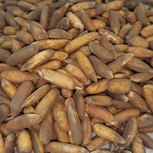 Premium  Pine Nuts/Chilghoza200g