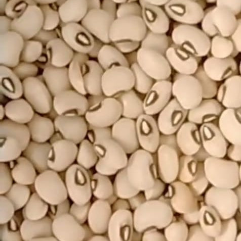 Premium White kidney beans /White lobia 1/2kg